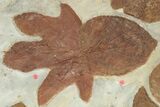 Plate of Paleocene Fossil Leaves - Glendive, Montana #227725-3